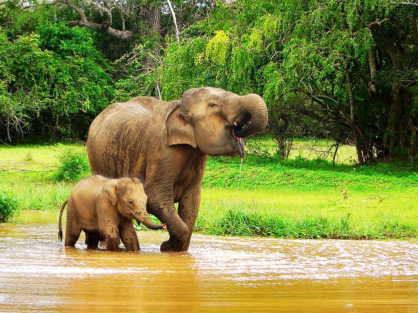 enrichissez-vous voyager au Sri Lanka 7 bonnes raisons - éléphants