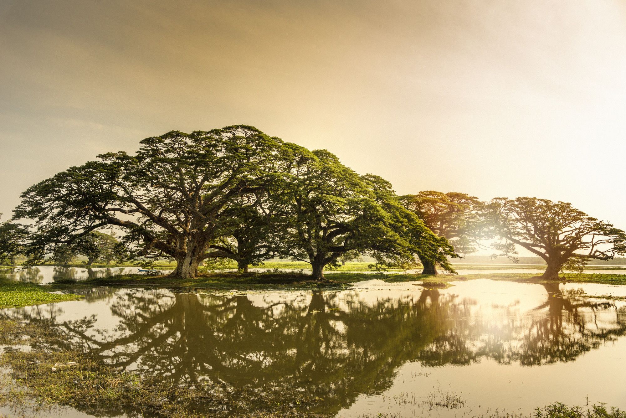 enrichissez-vous voyager au Sri Lanka 7 bonnes raisons - Arbres de pluie