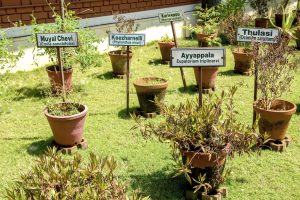 Remèdes ayurvédiques à base d'herbes