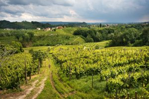 Abano & Montegrotto Terme : la route des vins