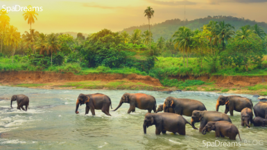 troupeau d'éléphants au Sri Lanka