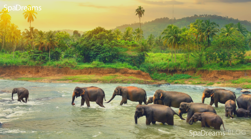 troupeau d'éléphants au Sri Lanka